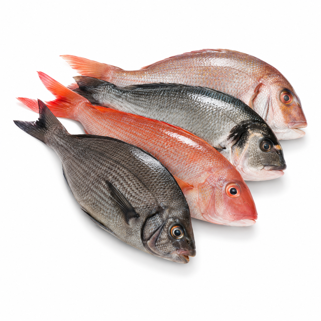 Fresh Line Fish Medium Rdw (KG)  [FIS023]