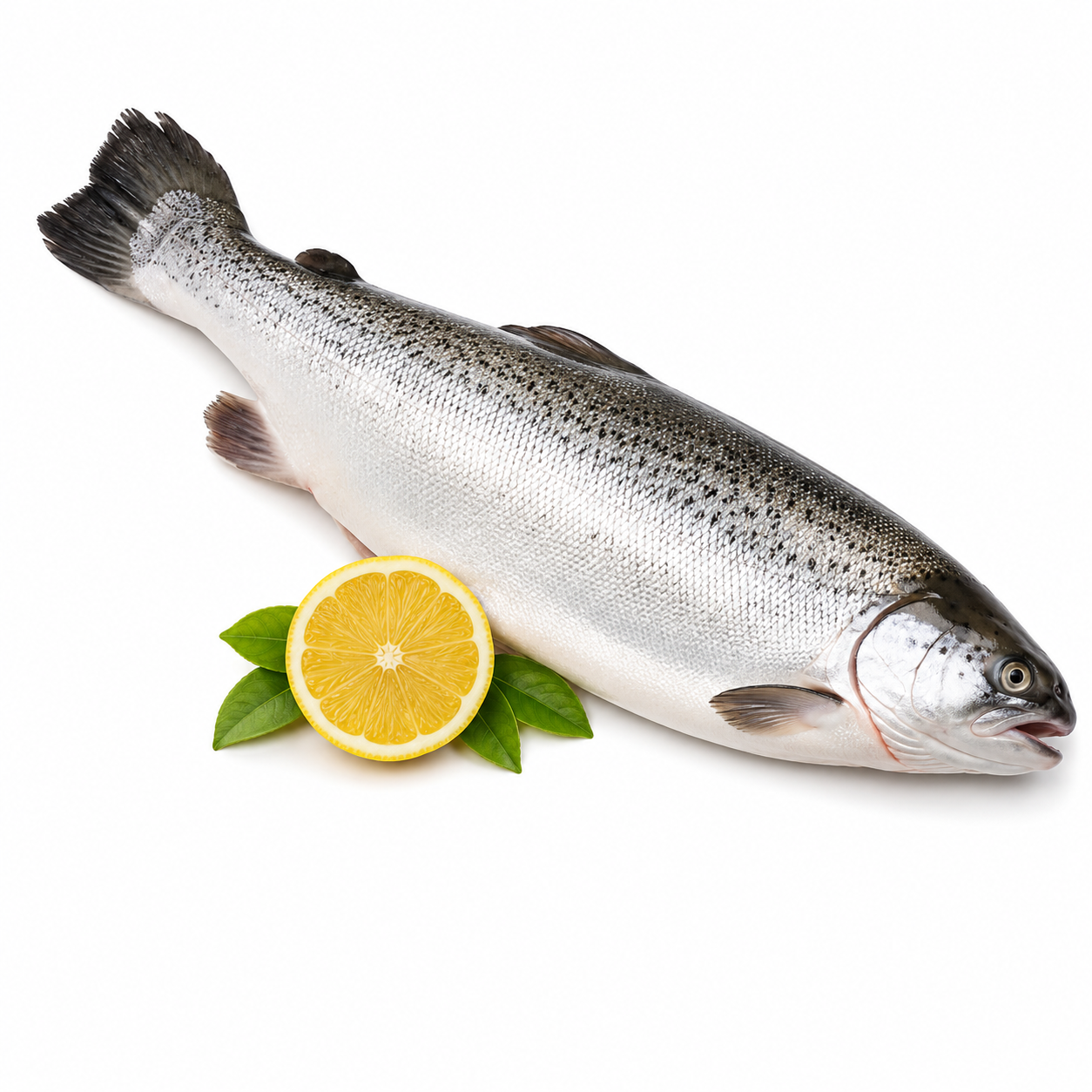 Fresh Salmon Norwegian Whole Rdw 10Kg (KG)  [FIS105]