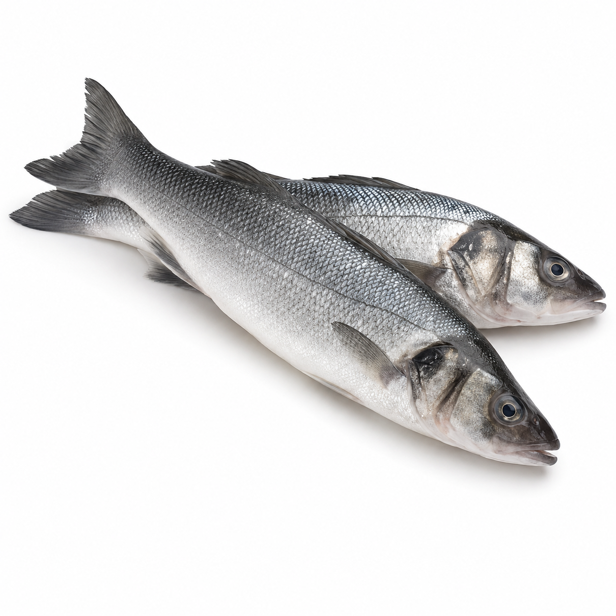 Fresh Sea Bass Rdw (KG)  [FIS162]