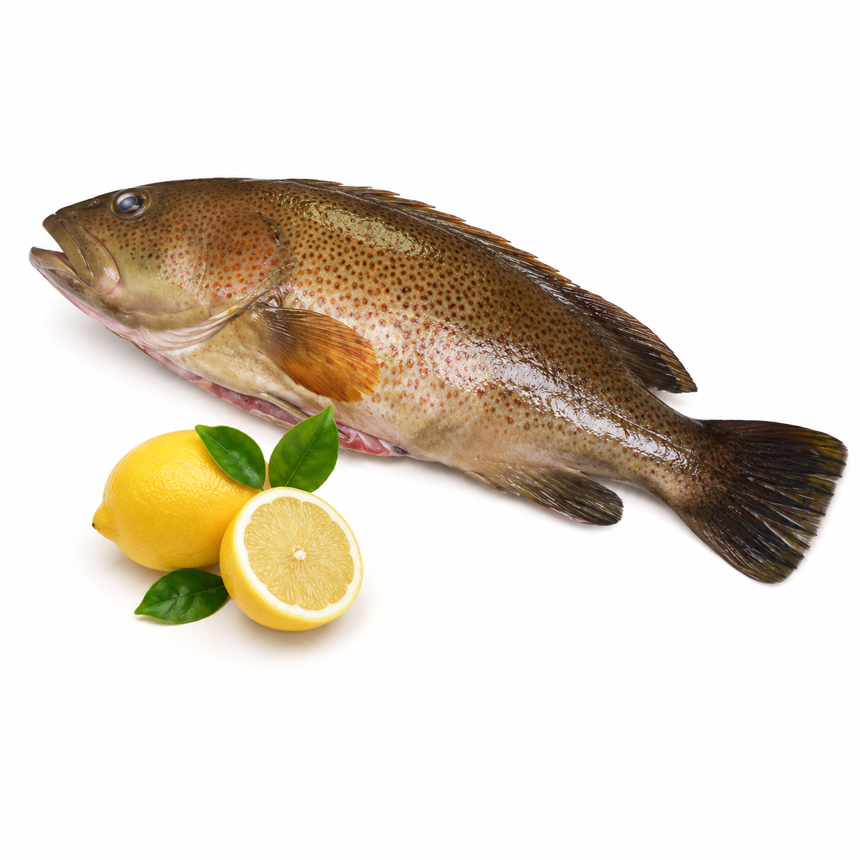 Fresh Rockcod Rdw (KG)  [FIS200]