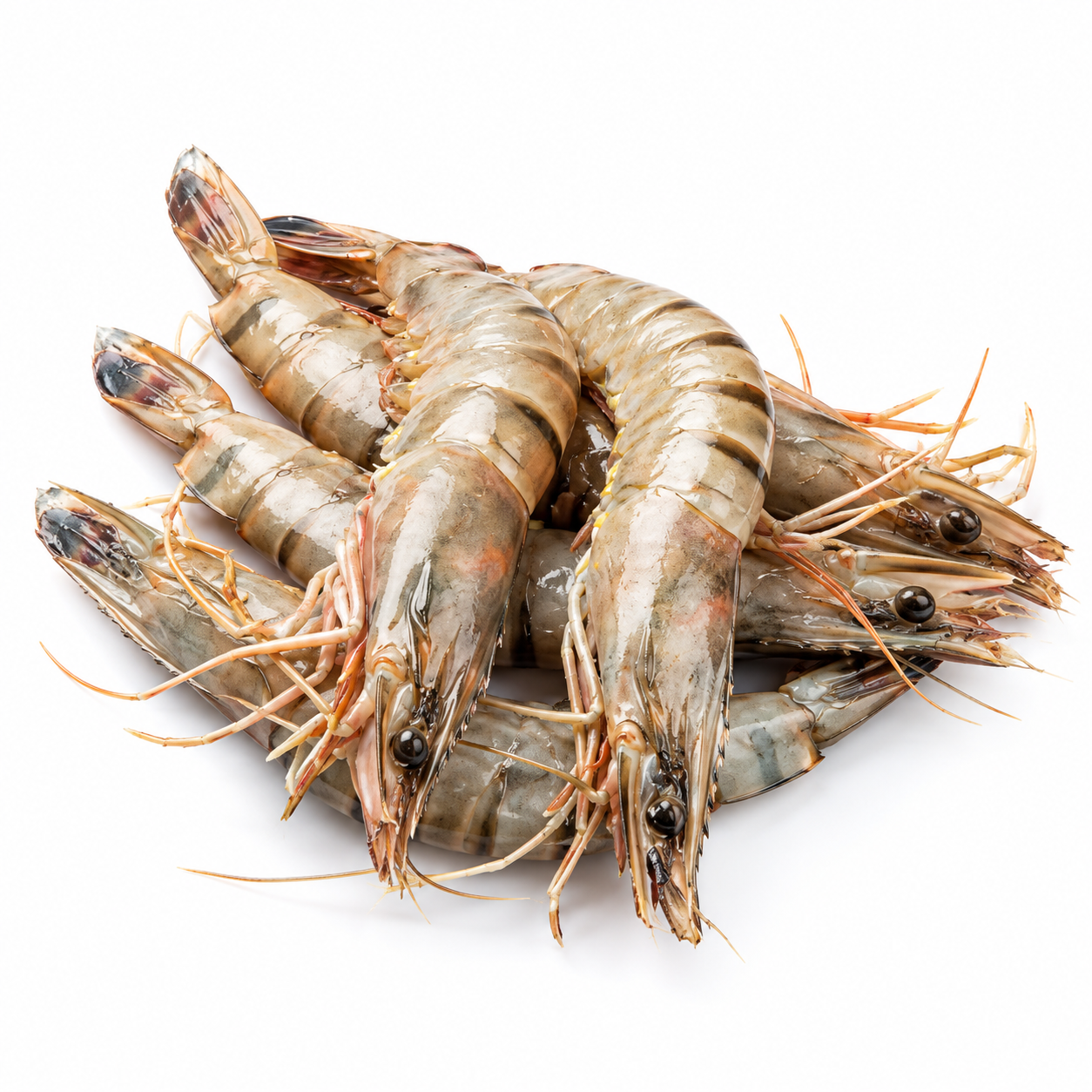 Prawn Vannamei Ecuador 30-40 1.6Kg   (UNT)  [SEA225]