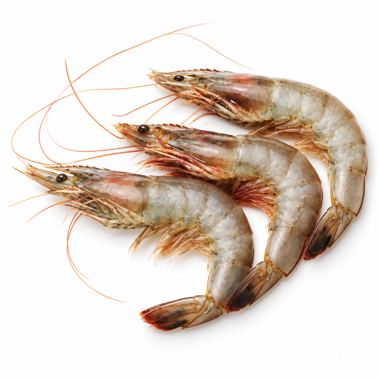 Prawn Vannamei Ecuador 10-20 Rdw 5Kg (KG)  [SEA263]