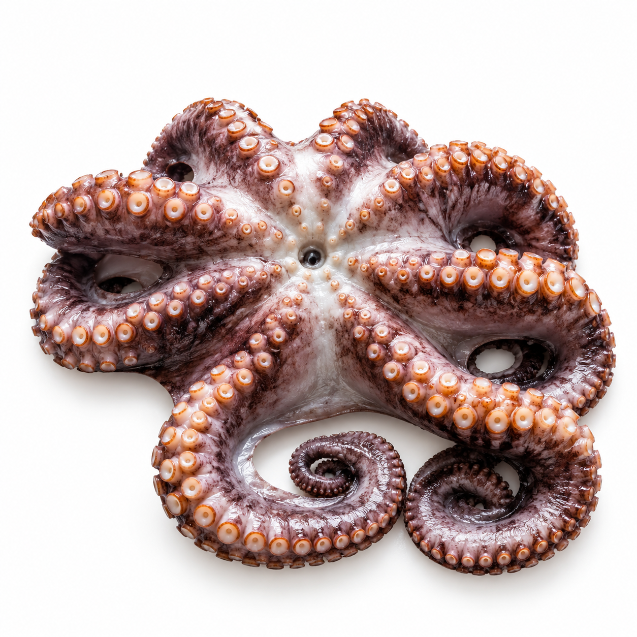 Octopus Whole Large Rdw 10Kg (KG)  [SEA116]