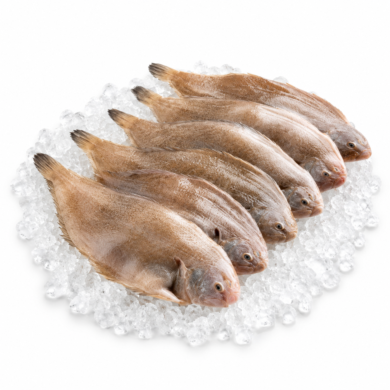 Soles Wc 250-350Gr Rdw 10Kg (KG)  [FIS065]