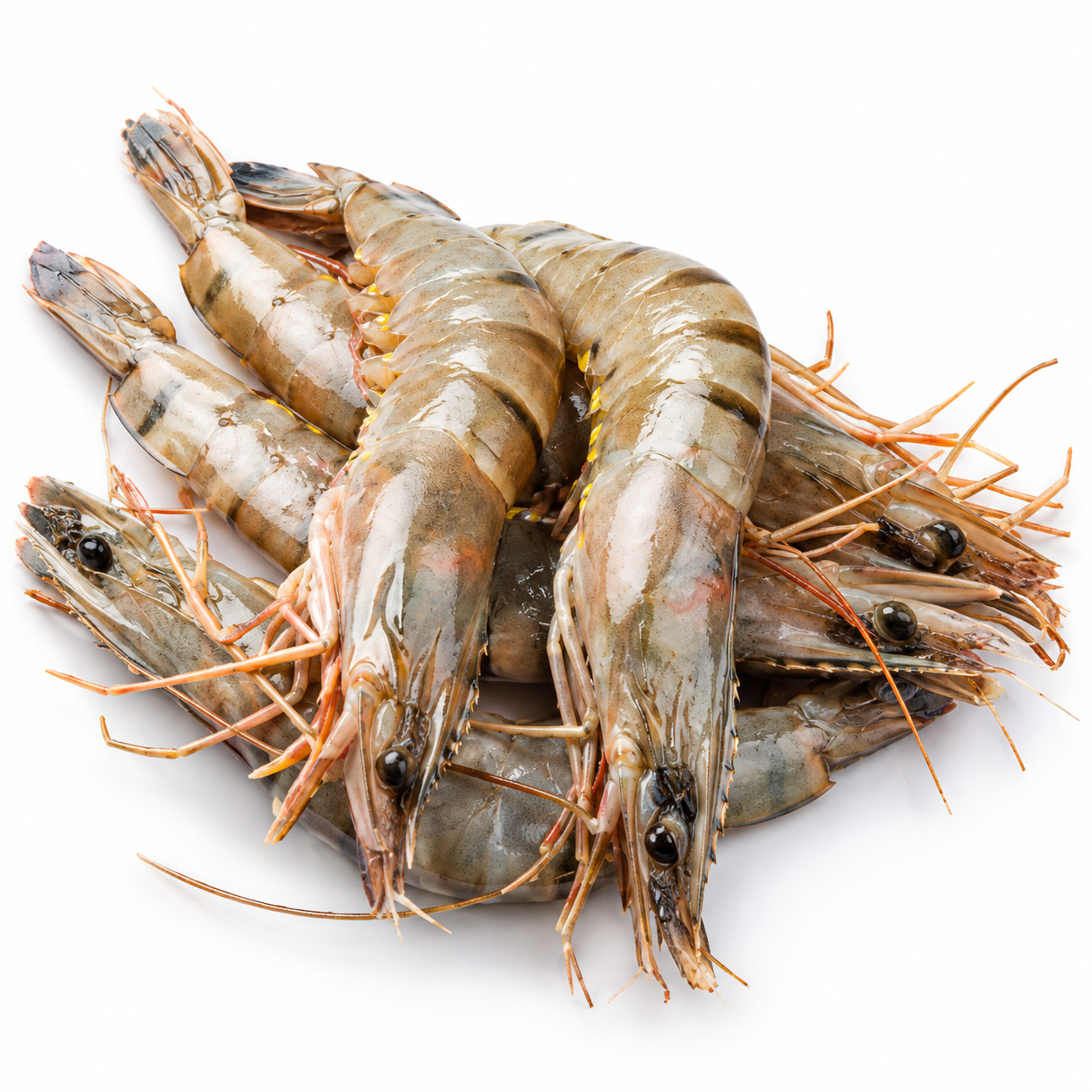 Prawn Vannamei Ecuador 20-30 1.6Kg   (UNT)  [SEA224]