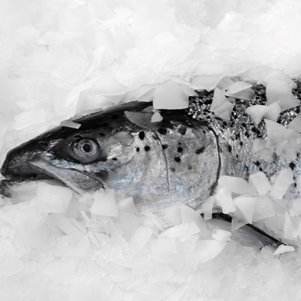 Salmon Norwegian FRZ Rdw 20kg  (KG)  [FIS061]