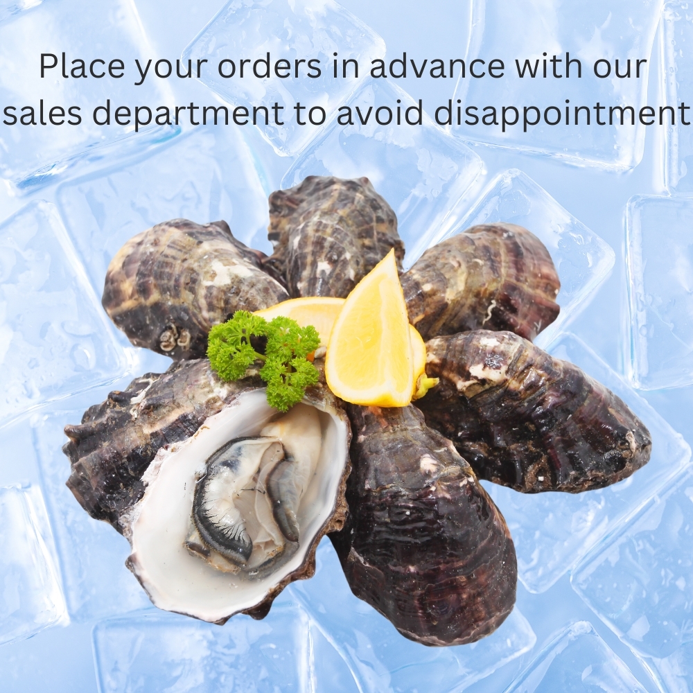 Fresh Oysters Large 50's (UNT)  [SEA110]