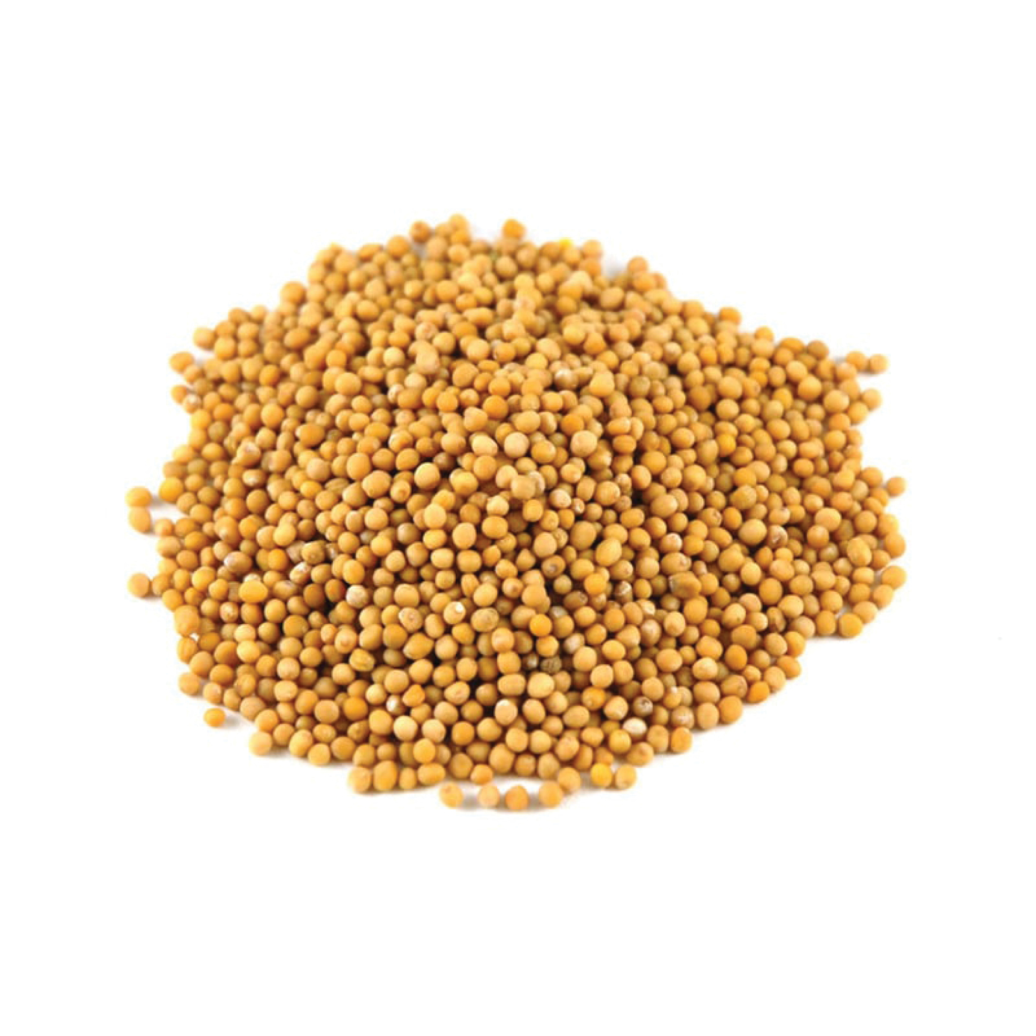SEED MUSTARD SEEDS YELLOW 1KG 