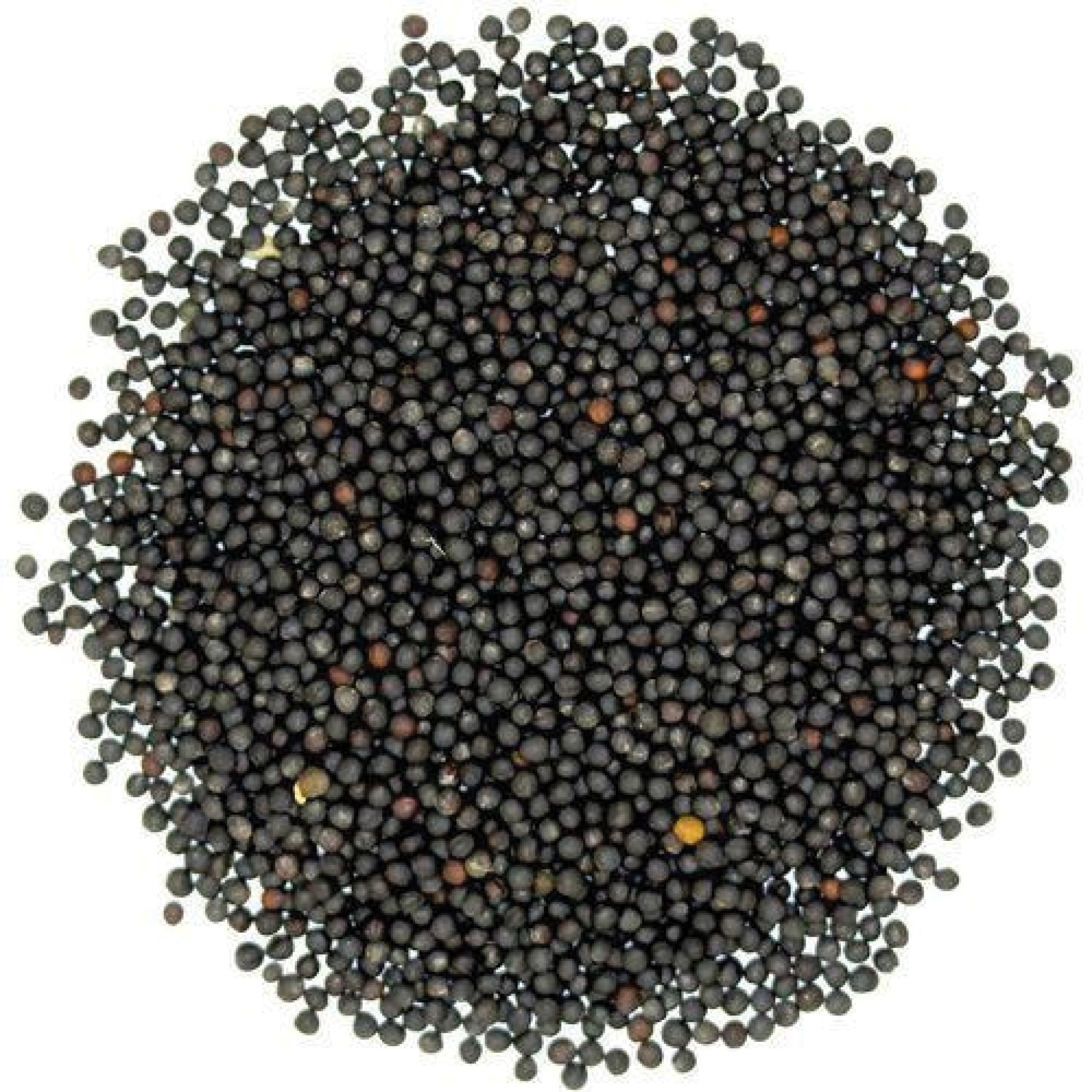 SEED MUSTARD SEEDS BLACK 1KG 