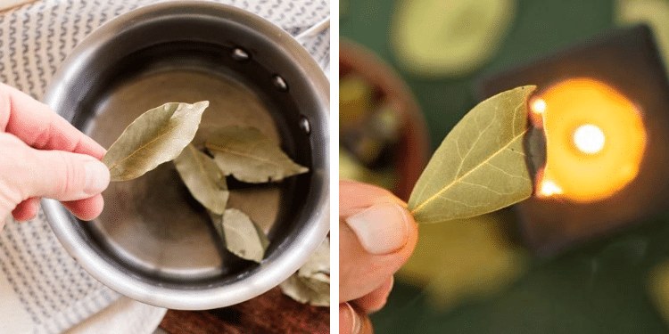 BAY LEAVES 500G 