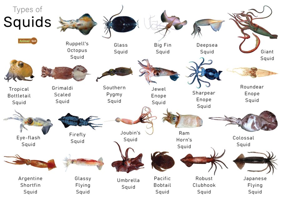 SQUID CALAMARI TENTACLES 800GR 