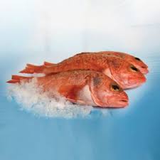 Jacopever                               